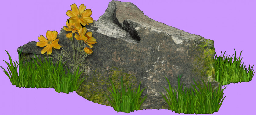 Love The Natural Environment Plant Cut Flowers Leaf PNG