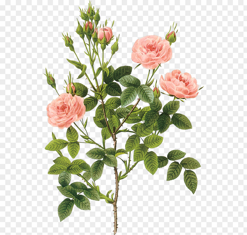 Rose Pink Bouquet Printmaking Botanical Illustration Botany Poster PNG