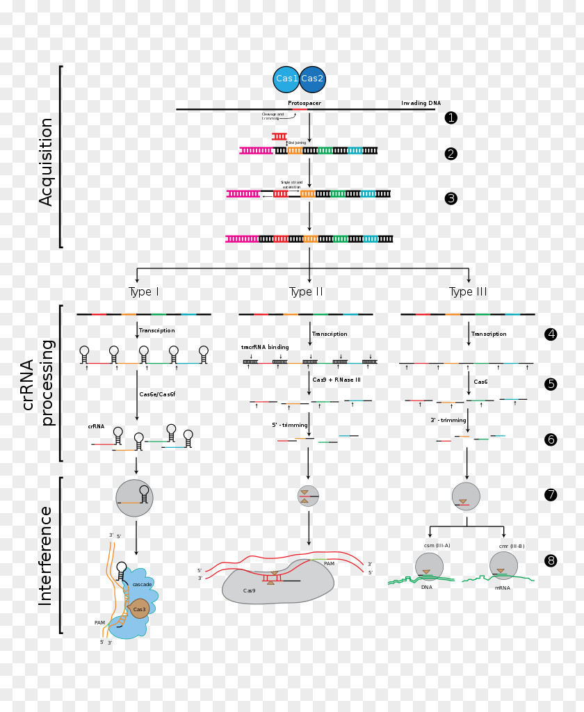 Stage CRISPR Cas9 Genome Editing DNA RNA PNG