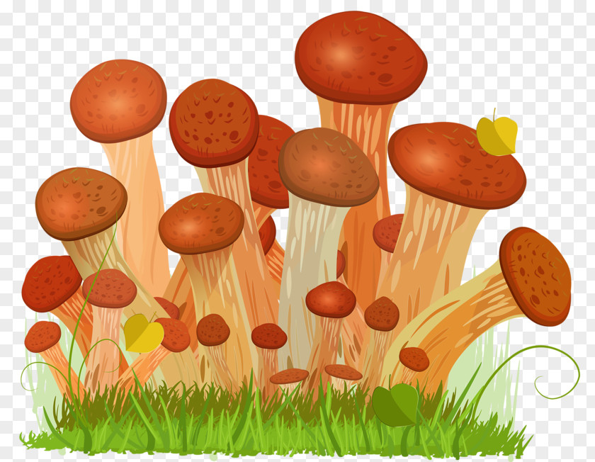 Hand Drawn Mushrooms Honey Fungus Edible Mushroom Euclidean Vector Drawing PNG