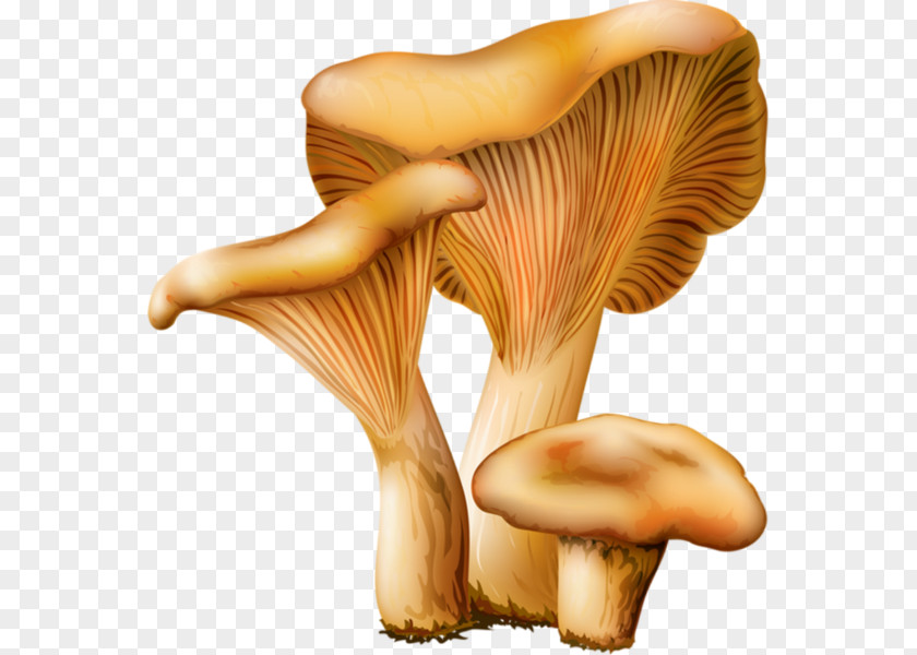 Mushroom Les Champignons Edible Oyster Fungus PNG