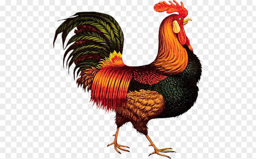Painting Shamo Chickens Asil Chicken Rooster Hen PNG