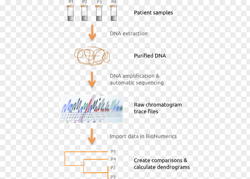 Science Multilocus Sequence Typing DNA Sequencing Nucleic Acid PNG