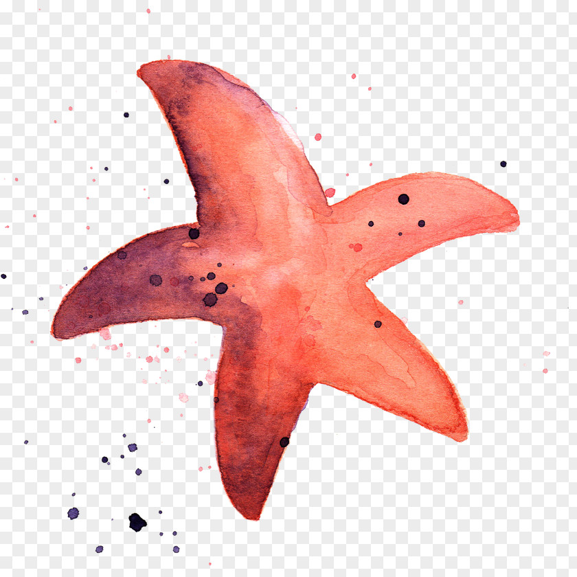 Starfish Watercolor Painting Transparent Marine Biology PNG