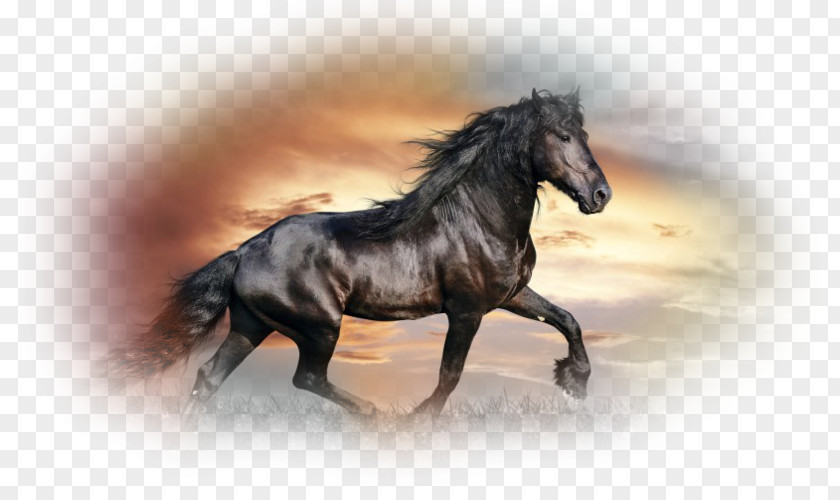 Horse Desktop Wallpaper High-definition Television 1080p Black PNG