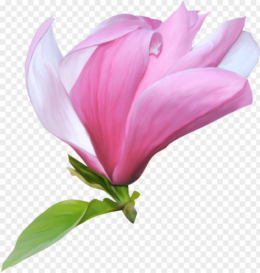 Kartikeya Flower Clip Art PNG