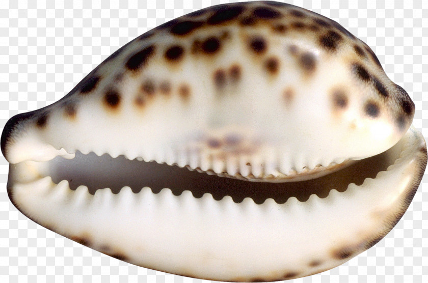 Shells Cockle Seashell Conchology Sea Snail PNG