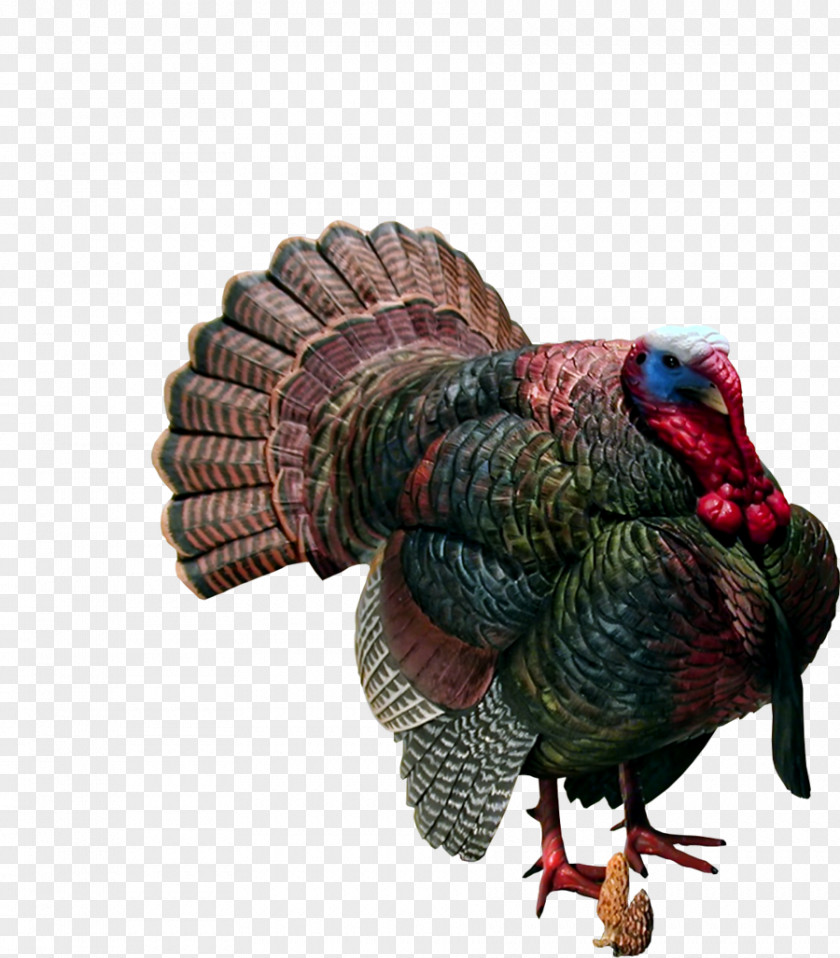 Thanks Giving Turkey Meat Clip Art PNG