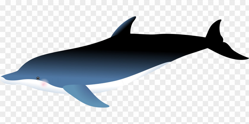 Whale Common Bottlenose Dolphin Short-beaked Rough-toothed Porpoise White-beaked PNG