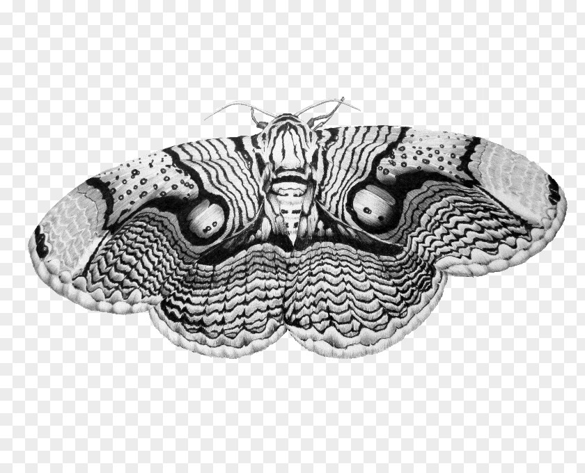Butterfly Drawing Brahmin Moths Art PNG