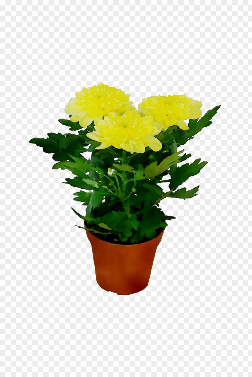 Chrysanthemum Flowerpot Herbaceous Plant Annual Cut Flowers PNG