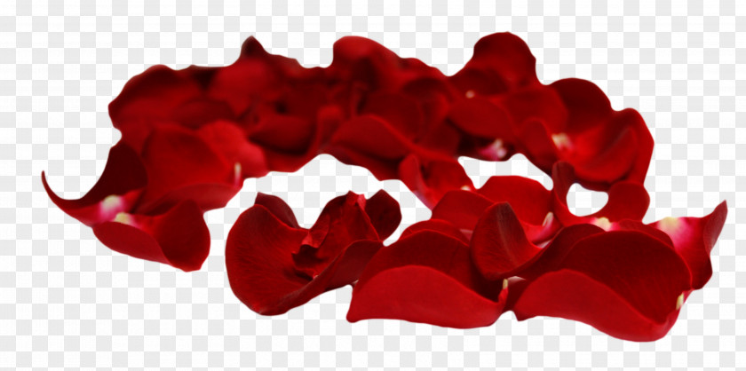 Petal Rose Clip Art PNG