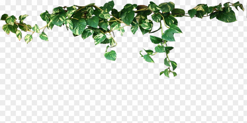 Plant Common Ivy Vine Evergreen Stem Aerial Root PNG