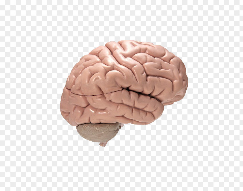 Structure Of The Human Brain Meningitis Symptom Infection Disease Encephalitis PNG