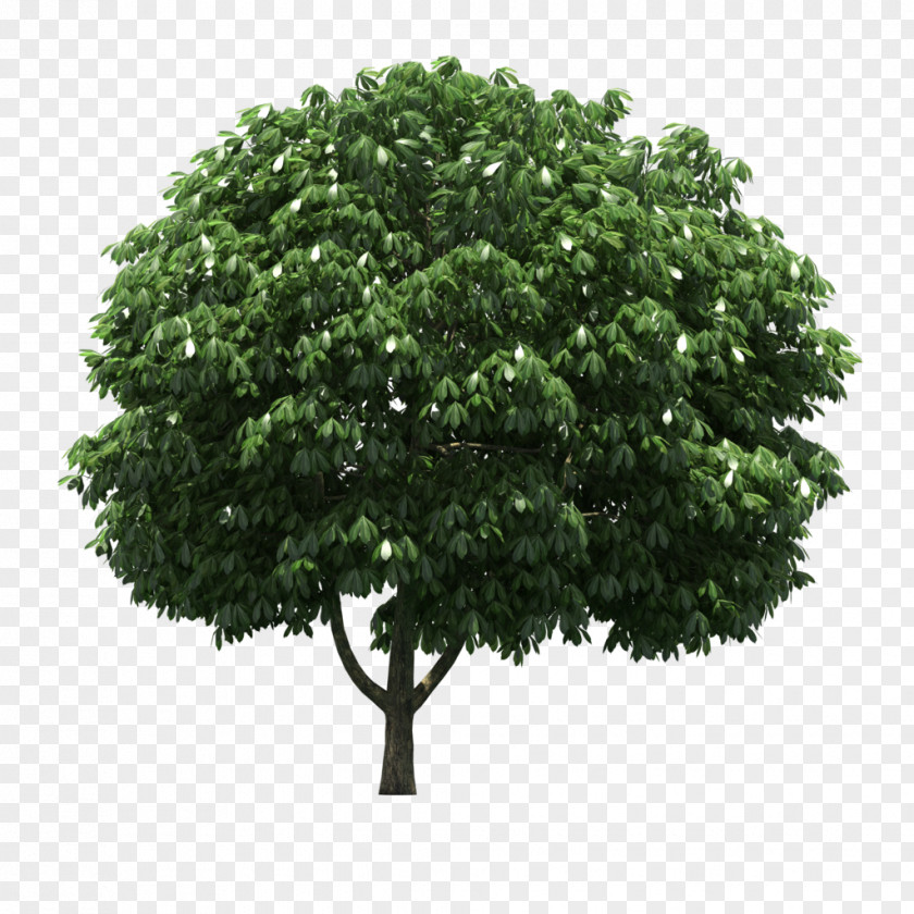LOFTER Tree PNG