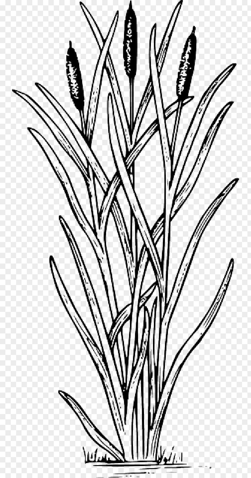 Biology Drawing Cattail Clip Art Image PNG