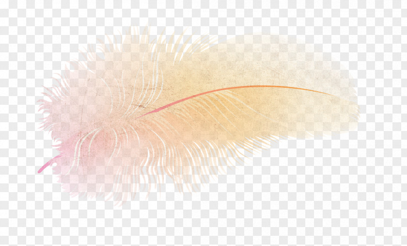 Bird Feathers Feather Computer Wallpaper PNG