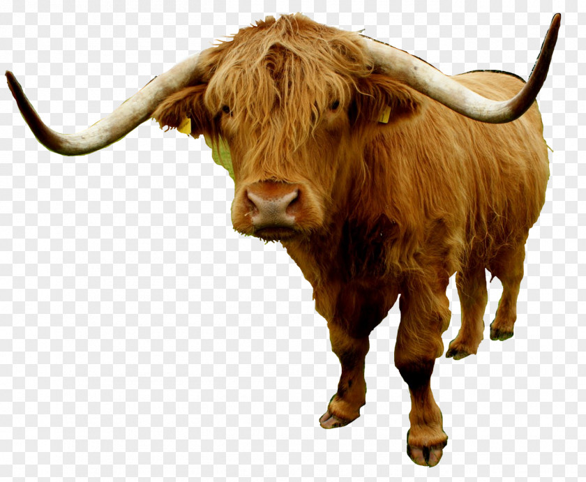 Bull Texas Longhorn Highland Cattle English Domestic Yak PNG