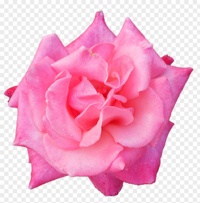 Garden Roses Belur Math Centifolia Floribunda PNG