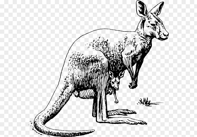 Kangaroo Drawing Clip Art Illustration Vector Graphics PNG