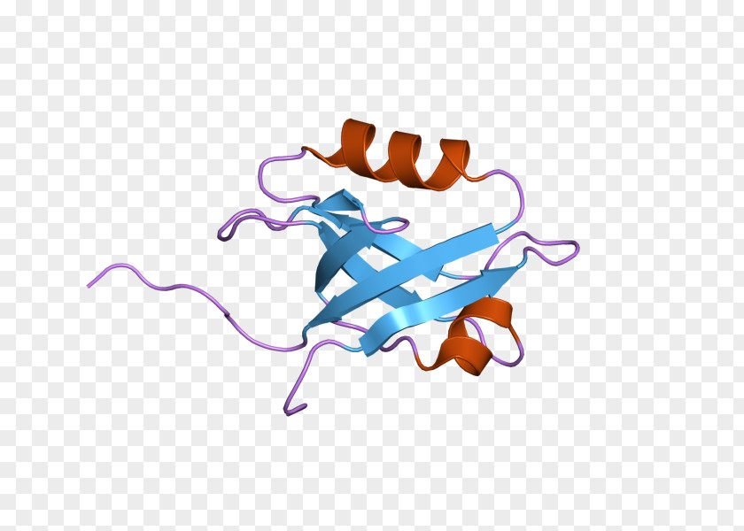 Sodium-hydrogen Antiporter 3 Regulator 1 Sodium–hydrogen Clip Art PNG