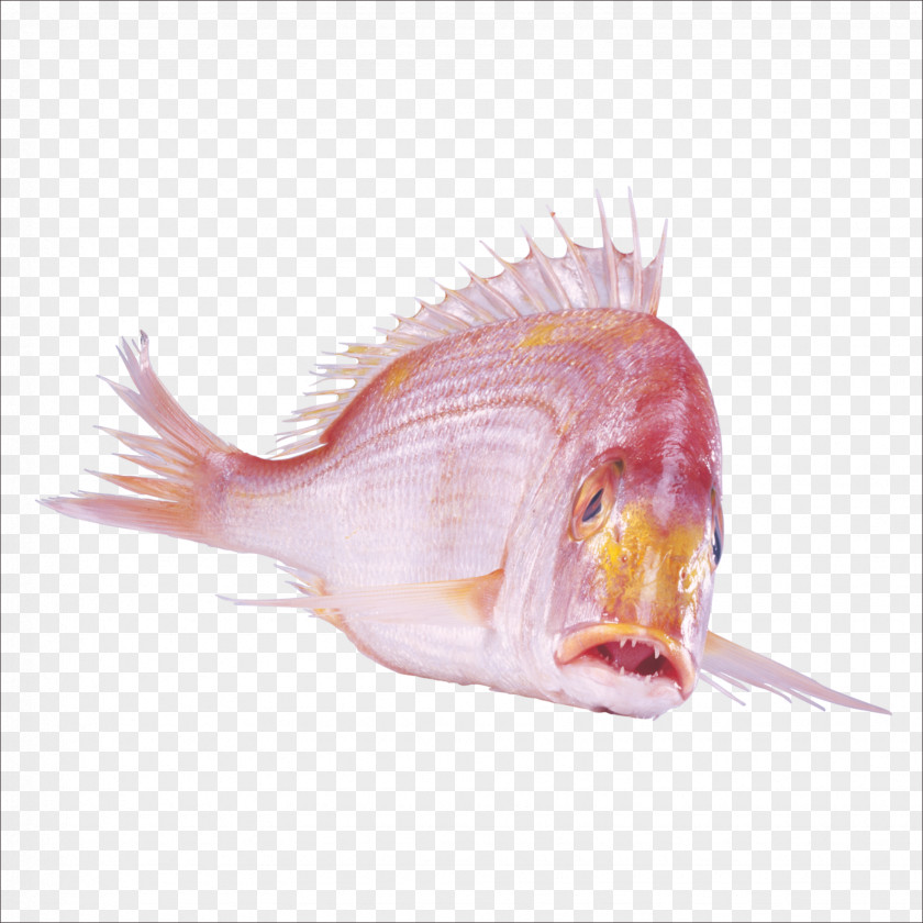 And Red Fish Clip Art PNG
