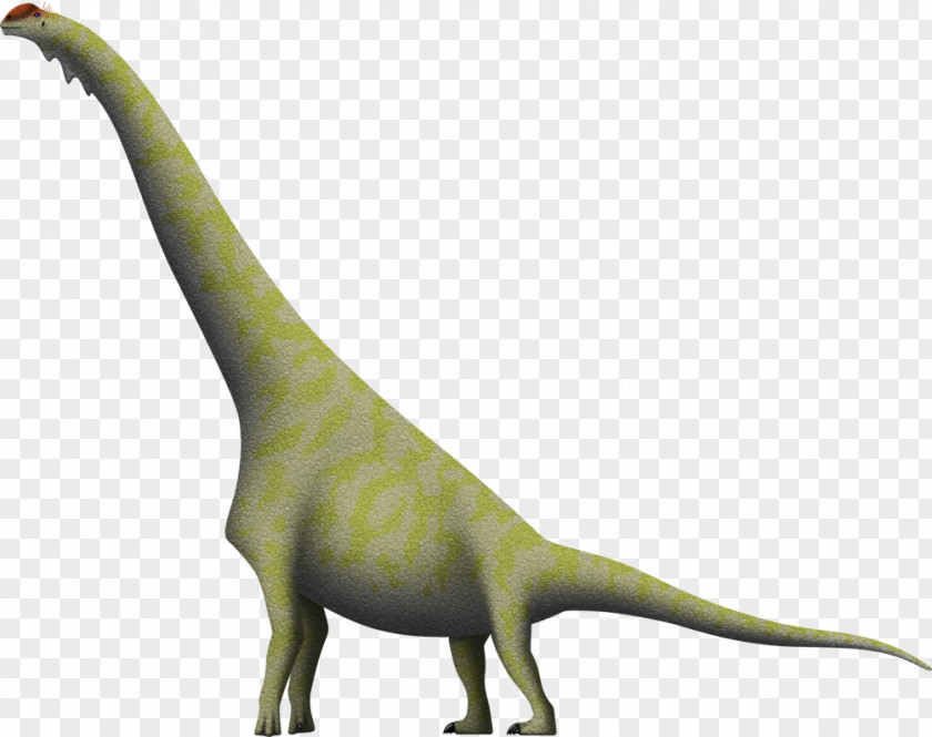 Dinosaur Brachiosaurus Diplodocus Giraffatitan Dry Mesa Quarry PNG