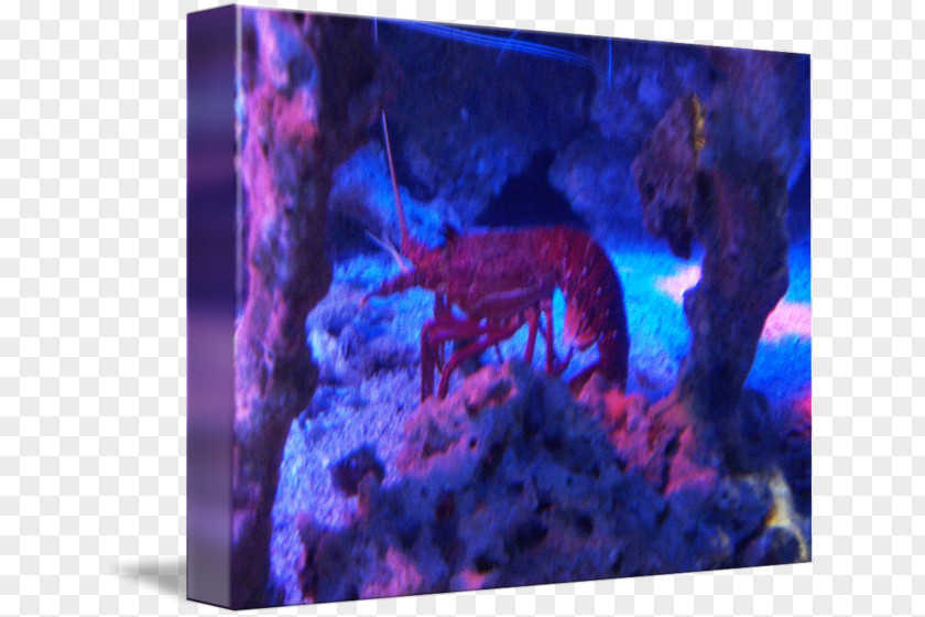 Fish Aquarium Lighting Violet Marine Biology PNG