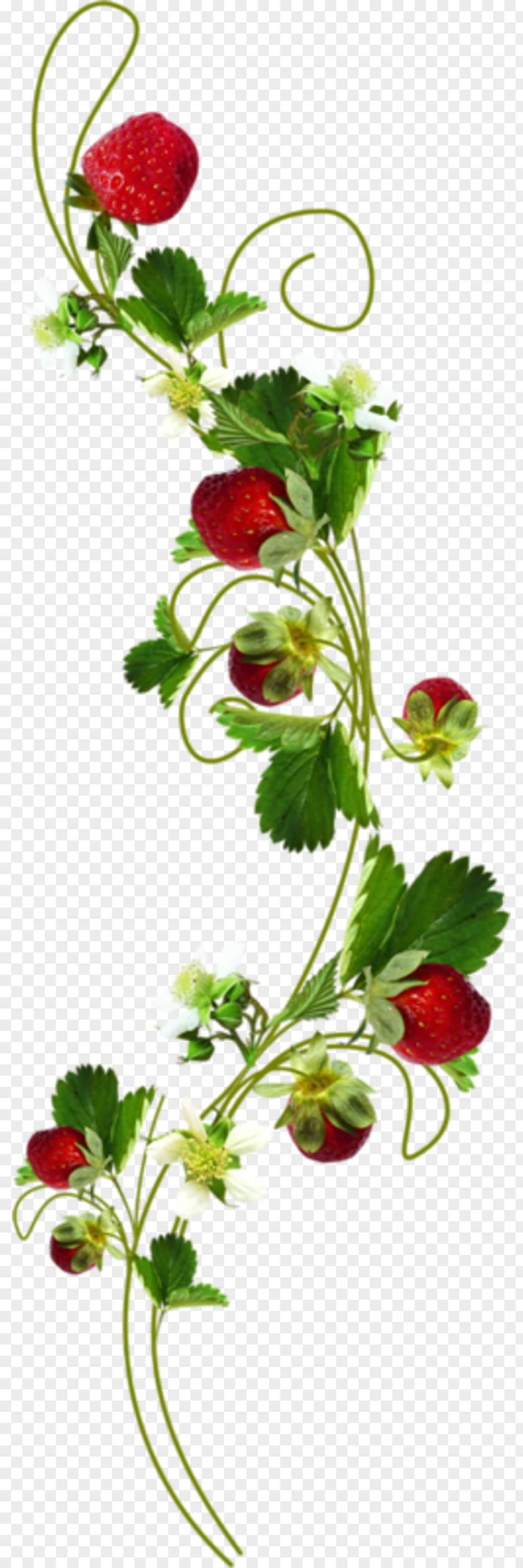 Gazania Strawberry Clip Art PNG