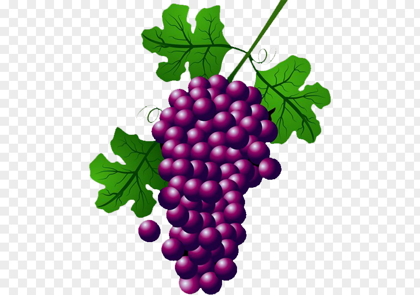 Grape Wine Common Vine Concord Clip Art PNG