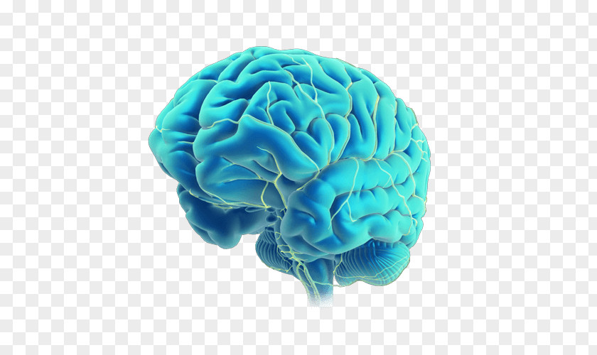 Adrenal Vector Science Brain Medical Illustration Medicine PNG