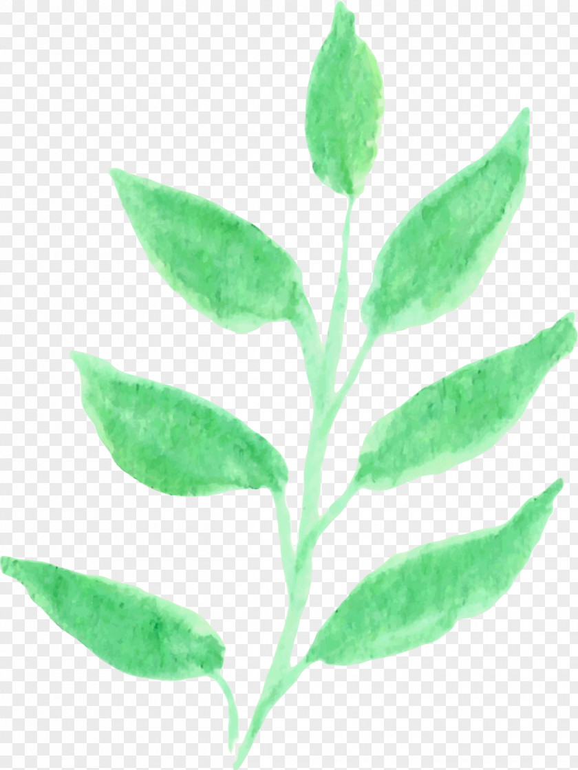 Leaf Watercolor Plant Stem Herb Organism PNG