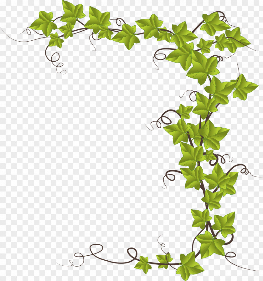 Persimmon Common Ivy Vine Clip Art PNG