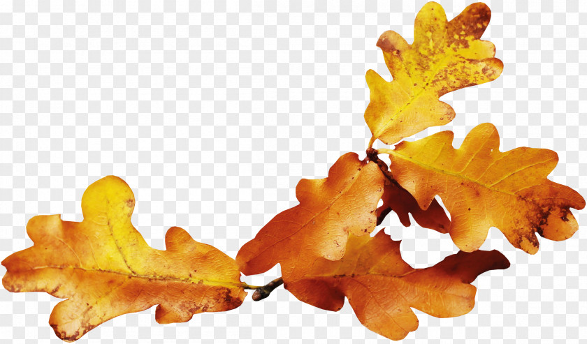 Yellow Autumn Leaves Leaf Color PNG