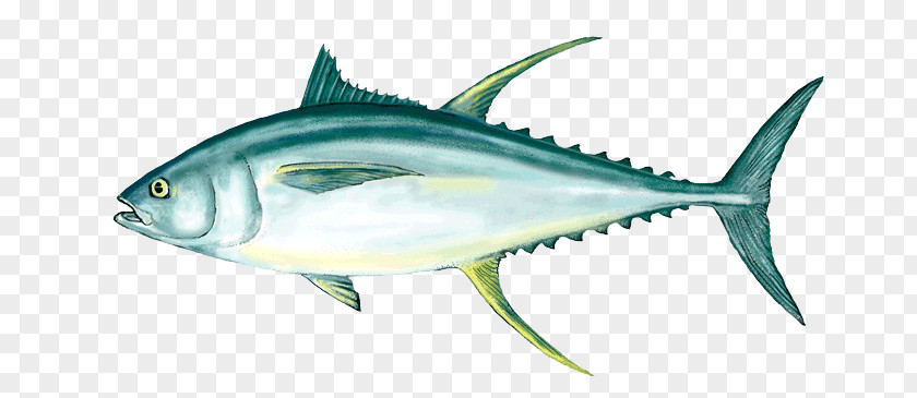 Ahi Tuna Clipart Yellowfin Fishing Fish As Food Poke PNG
