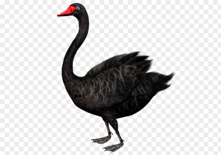 Black Duck The Swan: Impact Of Highly Improbable Swan Theory Clip Art PNG