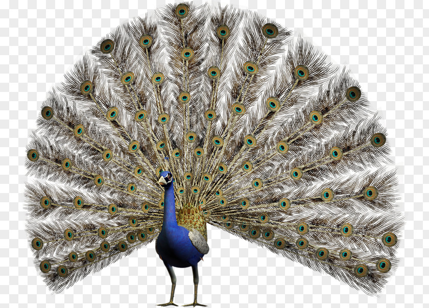 Feather Pavo Stock Photography Asiatic Peafowl PNG