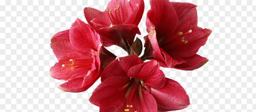 Flower Amaryllis Garden Roses Bonsai PNG