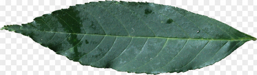 Leaf Texture Plant PNG