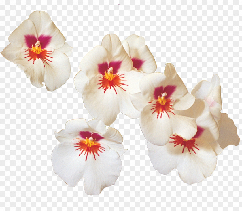 Moth Orchids U Mộng ảnh Writer Cut Flowers PNG