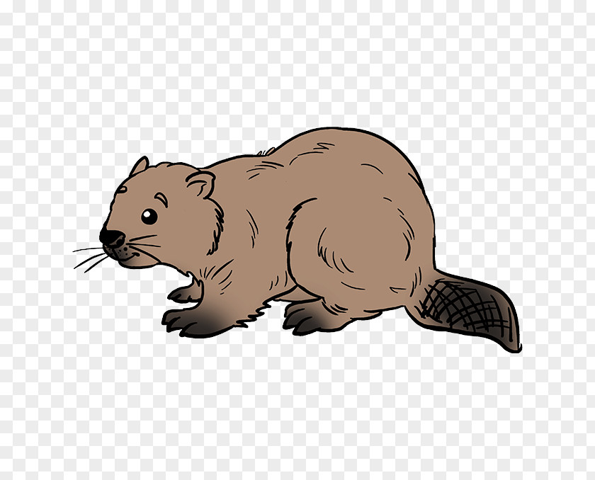 Mustelinae Marmot Groundhog Beaver Mustelidae Ferret Marten PNG