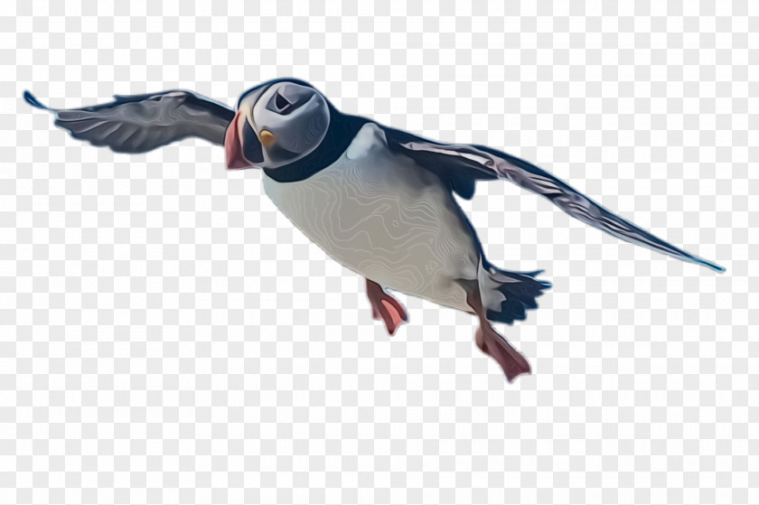 Pigeons And Doves Rock Dove Bird Puffin Atlantic Beak Seabird PNG