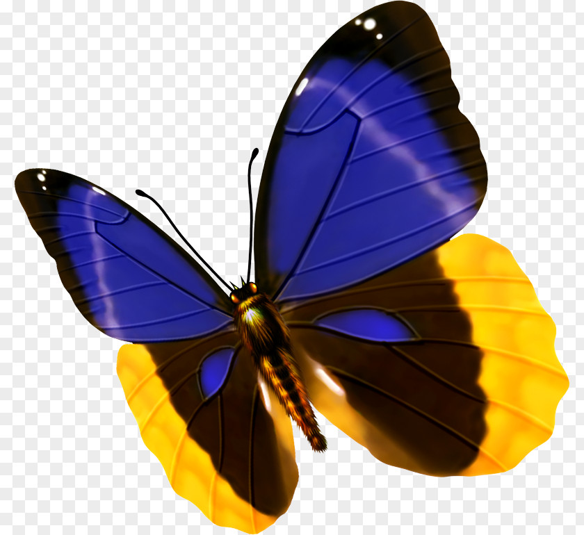 Tricolor Butterfly Blue Insect PNG