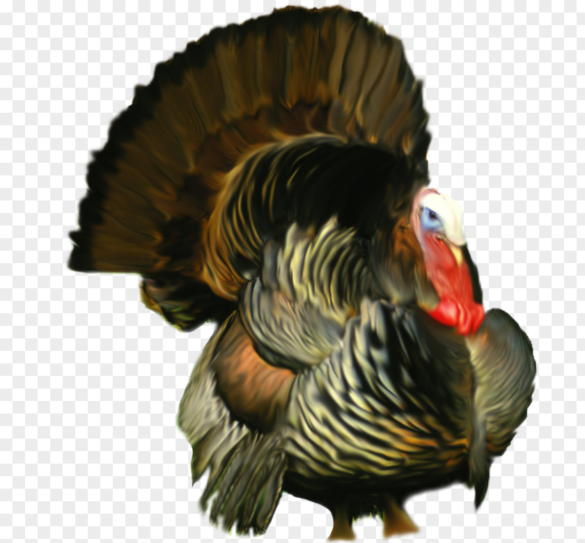 Turkey Food Chicken Clip Art PNG