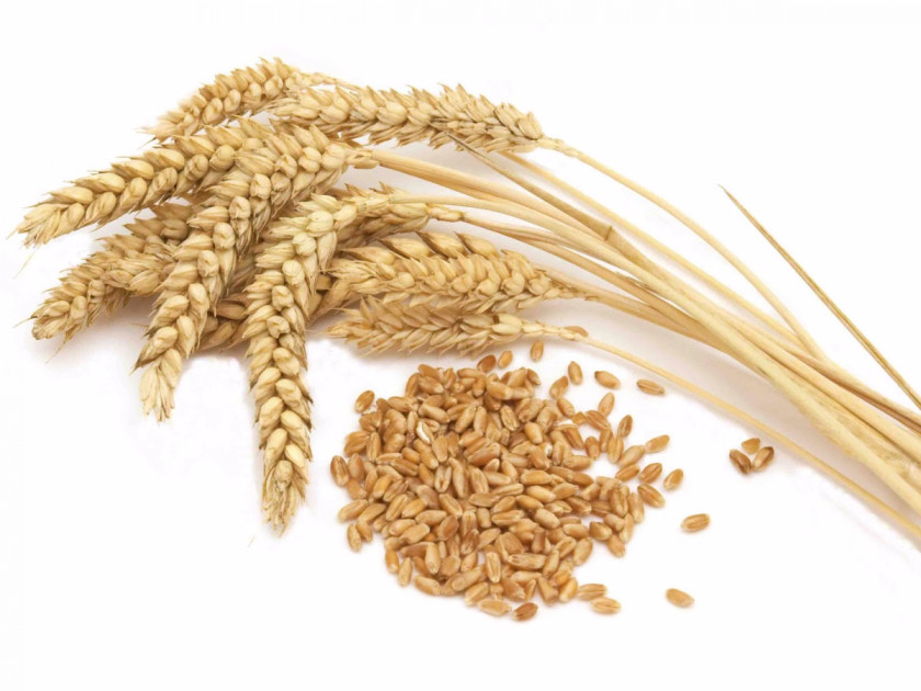 Wheat Durum Khorasan Common Cereal Whole Grain PNG