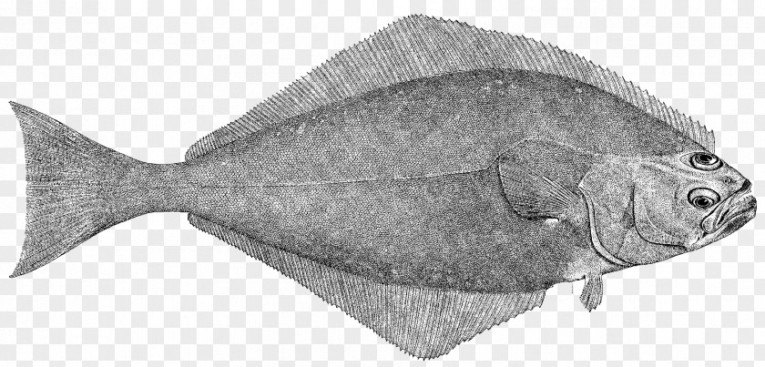 Bonyfish Cod Fish Sole Flatfish Flounder PNG