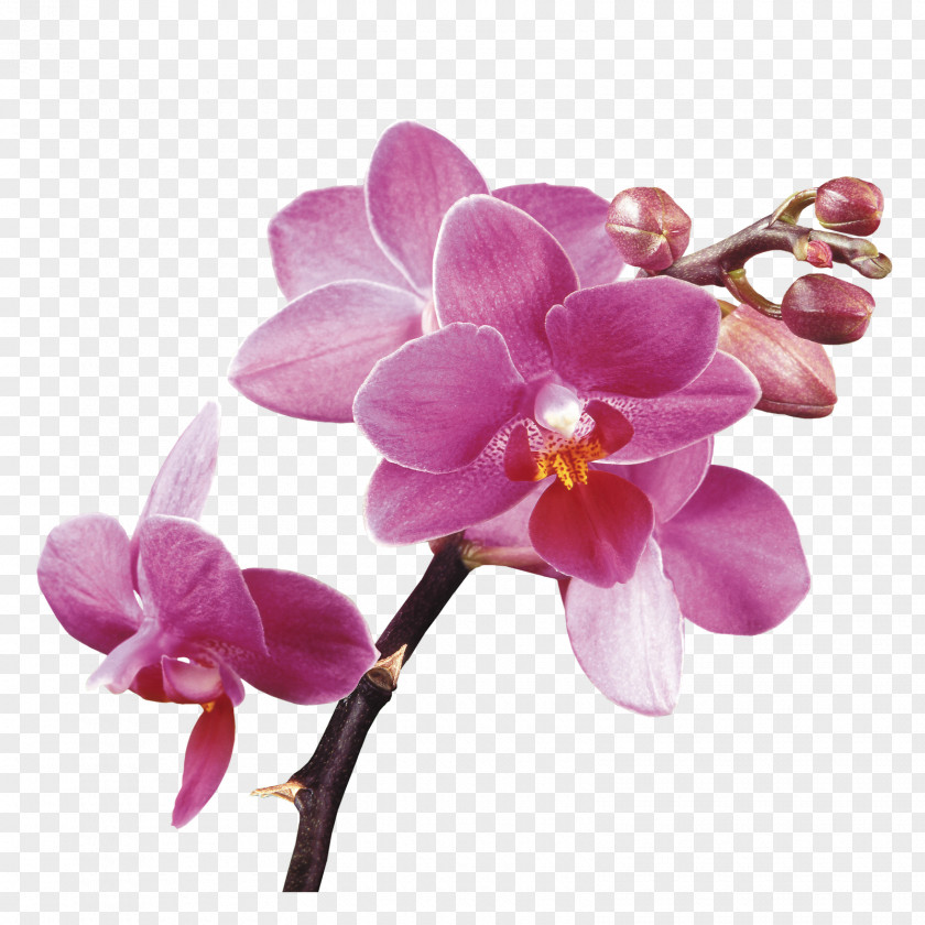 Flower Spa Orchids Clip Art PNG