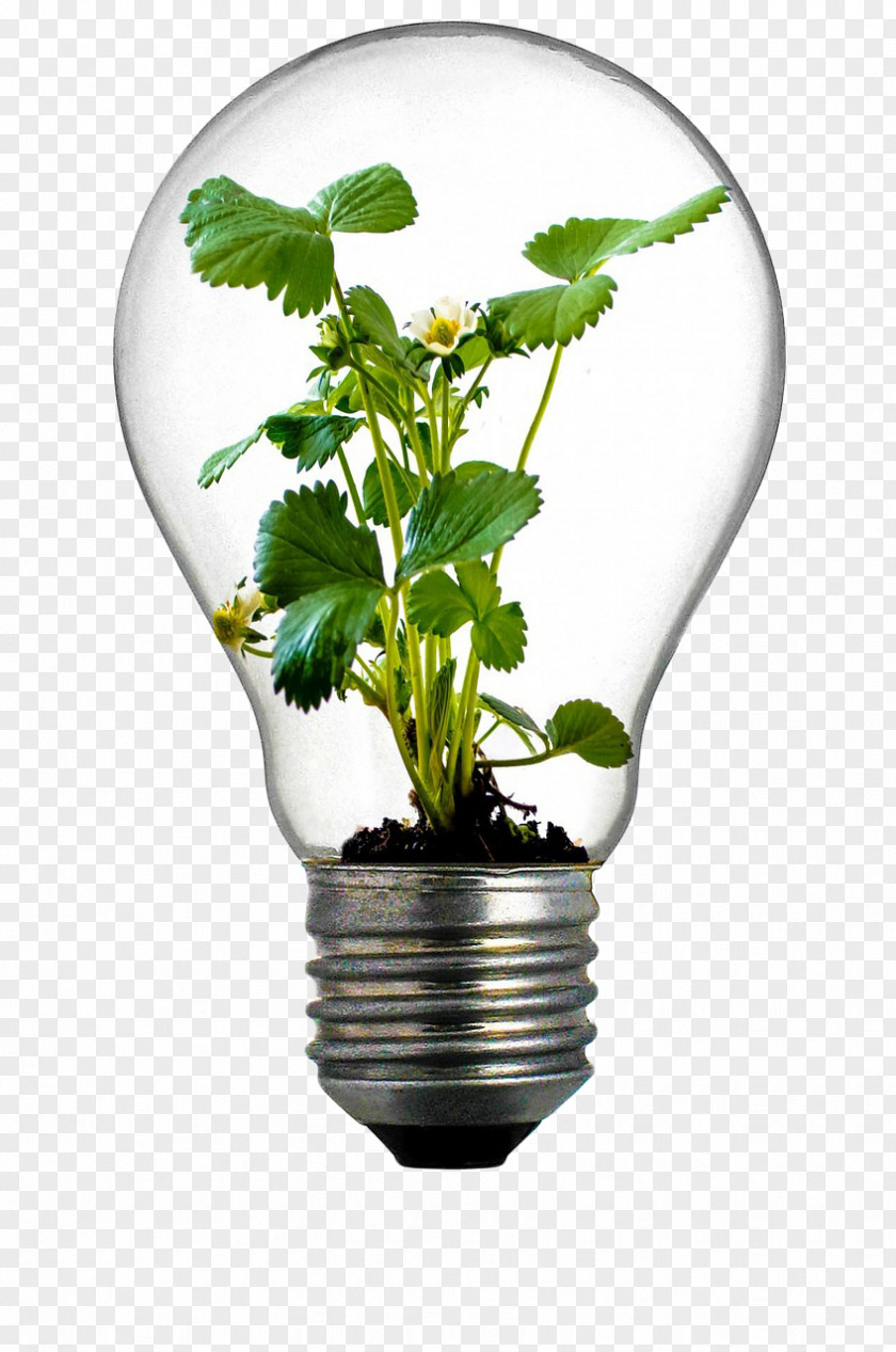 Green Energy Saving Incandescent Light Bulb Grow Flowerpot Plant PNG