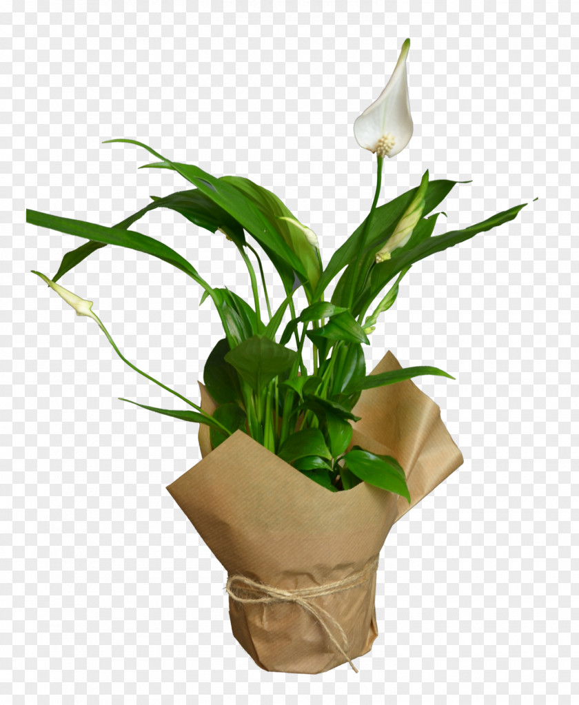 Morning Glory Vase White Lily Flower PNG