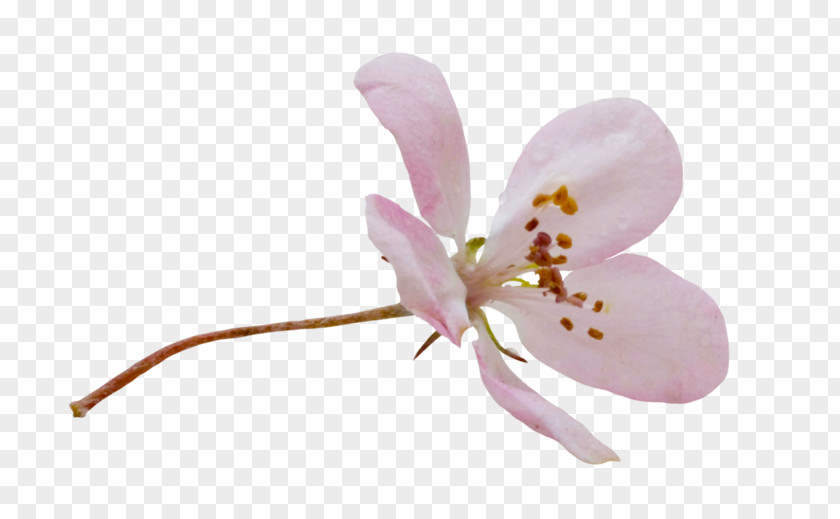 Moth Orchid Alismatales Cherry Blossom Cartoon PNG